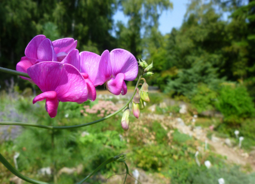 ogrod botaniczny